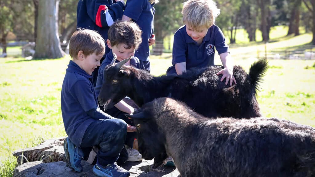 Tudor House pre-kindergarten students patting and feeding a group of goats