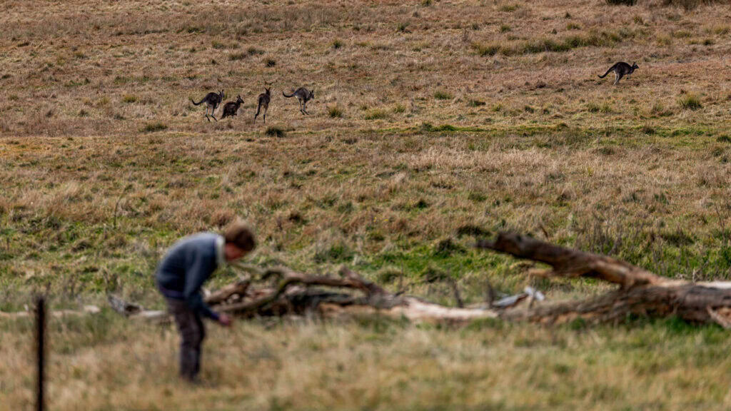 Scenic shot of an open field on Tudor House campus with kangaroos in the background and a student in the foreground