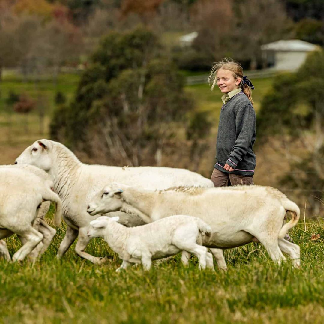 Tudor House student walking behind a herd of sheep in a field